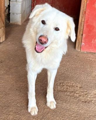 Preso a calci in strada. Ora nessuno chiede di W