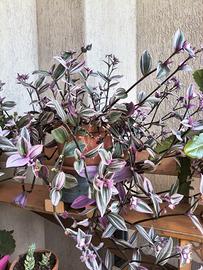 Tradescantia zebrina (miseria)