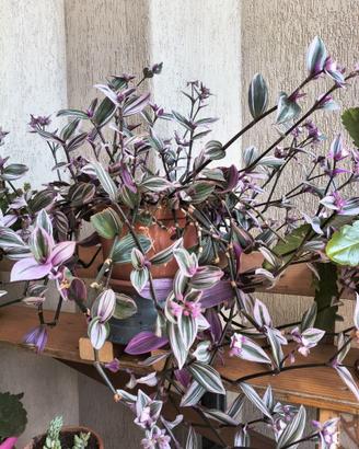 Tradescantia zebrina (miseria)