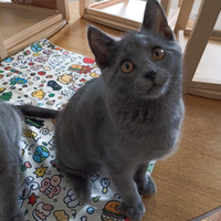 Cuccioli di razza certosino