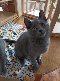 Cuccioli di razza certosino