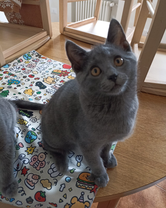 Cuccioli di razza certosino