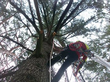 Giardiniere potatore alberi alto fusto