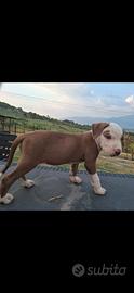 Pitbull