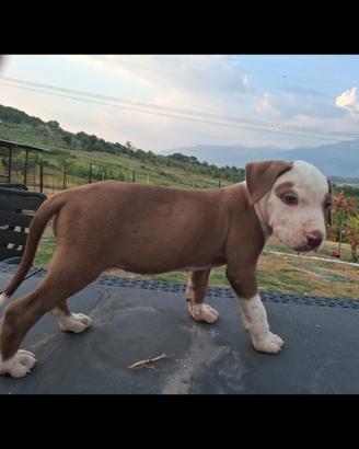 Pitbull