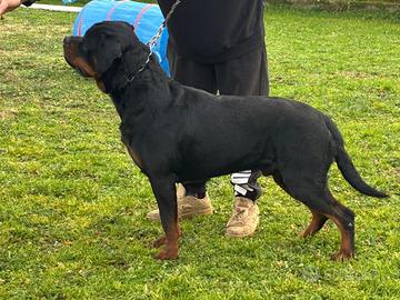 Stallone rottweiler per monte accoppiamento