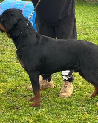 Stallone rottweiler per monte accoppiamento