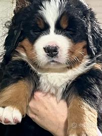 Cuccioli di Bovaro del Bernese