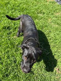 Fiona vorrebbe casa e famiglia amorevole