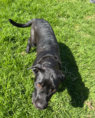 Fiona vorrebbe casa e famiglia amorevole