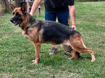 Femmina pastore tedesco