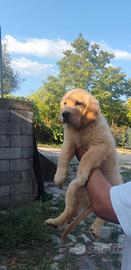 Golden retriever 