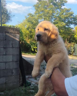 Golden retriever 