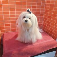 Cane maltese