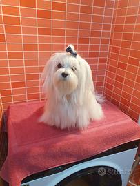 Cane maltese