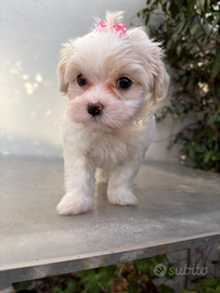 Cucciola di maltese toy