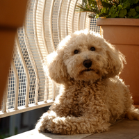 Barboncino nano per accoppiamento (maschietto)