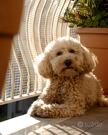 Barboncino nano per accoppiamento (maschietto)