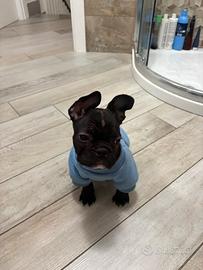 Cucciolo bulldog francese