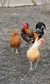 Galline nane millefiori