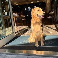 Golden retriever per monta