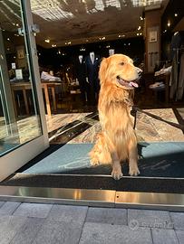 Golden retriever per monta