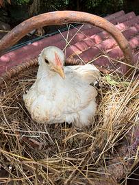 Gallina cocincina nana