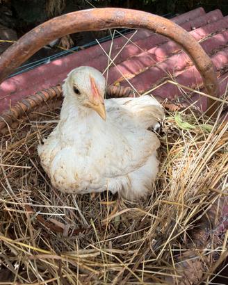Gallina cocincina nana