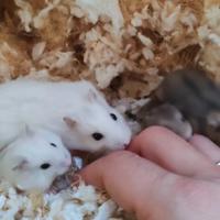 Cuccioli di criceto Winter White