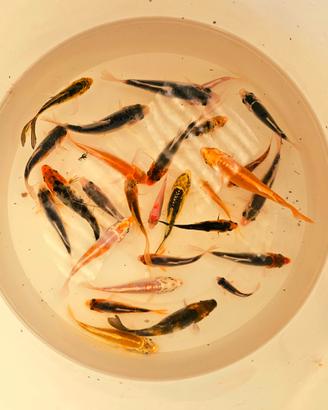Carpe Koi