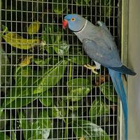 Parrocchetti coppie