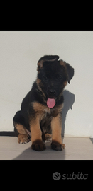 Cuccioli di pastore tedesco