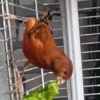 F1 di cardinalino x canarina mosaico