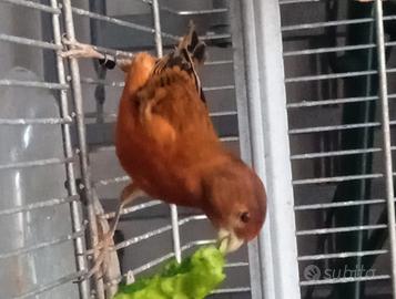 F1 di cardinalino x canarina mosaico