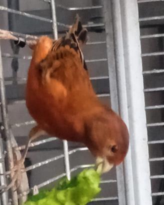 F1 di cardinalino x canarina mosaico