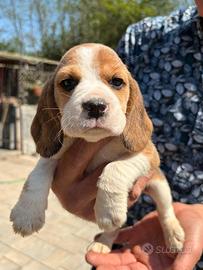 Cuccioli beagle