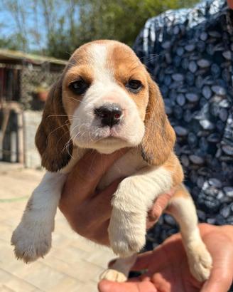 Cuccioli beagle