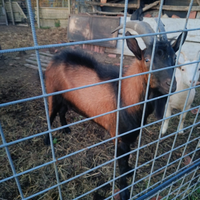 Caprone maschio di 3 anni