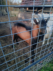 Caprone maschio di 3 anni