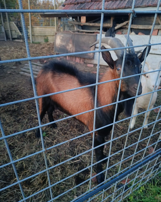 Caprone maschio di 3 anni