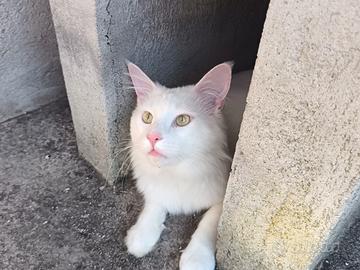Maine coon cuccioli bianchi