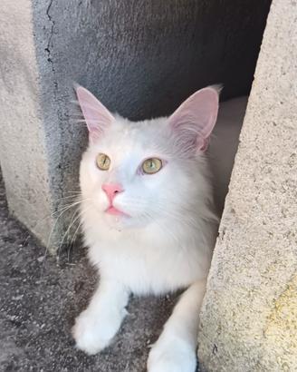 Maine coon cuccioli bianchi