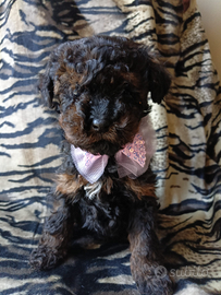 Barboncino mini mini toy