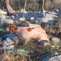 Setter inglese radenti's