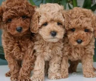 Cuccioli di Barboncino toy