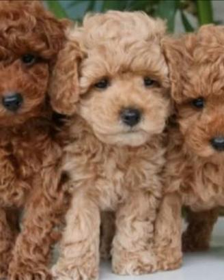 Cuccioli di Barboncino toy