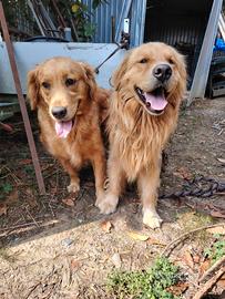 Golden retriever cuccioli
