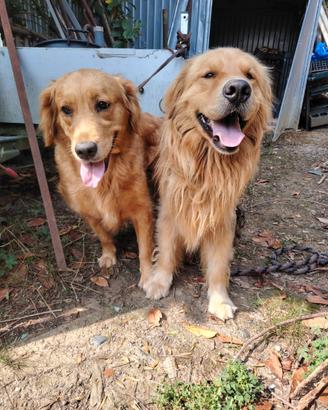 Golden retriever cuccioli