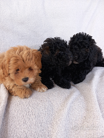 Maltipoo Barboncino per maltese