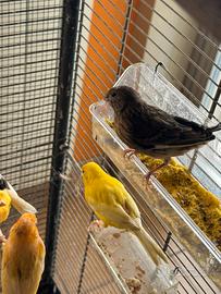 Canarini Novelli di diverse colorazioni